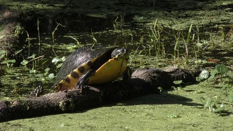 Turtle falls down from a log Stock Footage 74149085