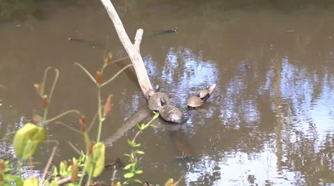 Turtle family Video stock 23093476