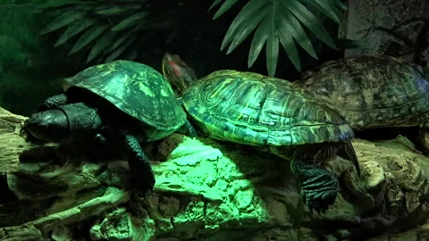 Turtle family Stock Footage 300512512