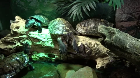 Turtle family Stock Footage 300512814