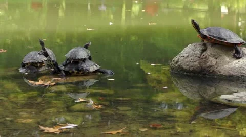Turtle family sunbathing Stock Footage 20441707