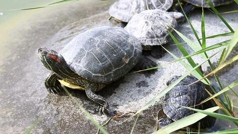 Turtle family sunbathing Stock Footage 76022372