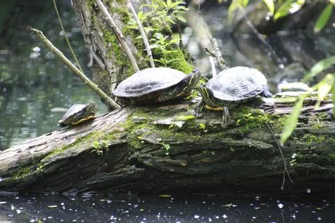 A turtle family of three in the Kinzig woods in Hanau Stock Photos