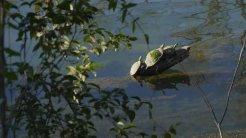 Turtle family on tree branch Stock Footage 172316737