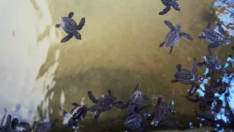 Turtle farm. small sea turtles at a turtle farm in Sri Lanka Stock Footage 274663382