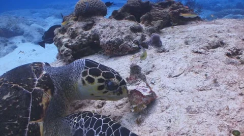 Turtle feasting Видео 8571415