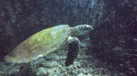 Turtle feeding on bubble coral Stock Footage 33109337