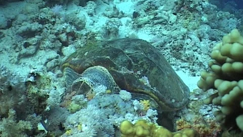 Turtle Feeding, Close Up Stock Footage 292859282