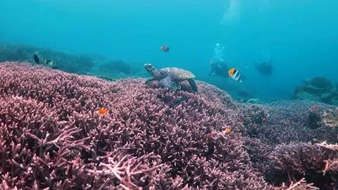 Turtle feeding on coral with pair of divers in the background Stock Footage 130242499