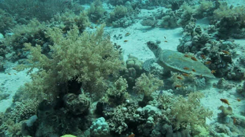 Turtle feeding Stock Footage 22712058