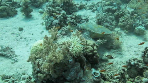 Turtle feeding Stock Footage 22712302