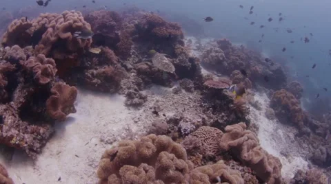 Turtle feeding Vidéo 39985415