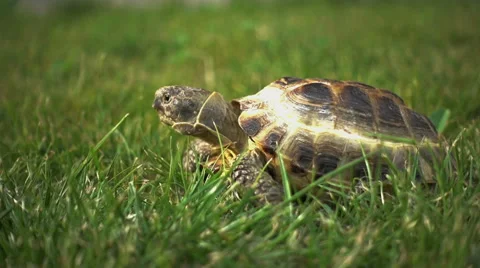 Turtle Feeding on Grass 스톡 동영상 68178772