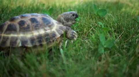 Turtle Feeding on Grass Stock Footage 68813560