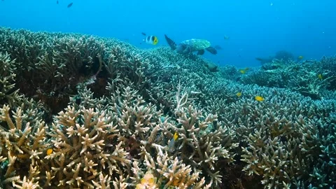Turtle feeding on hard coral, with fish swimming around Stock Footage 130242511