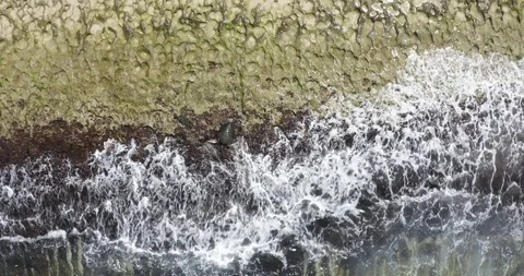 Turtle Feeding Overhead Stock Footage 121597646