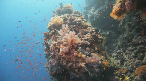 Turtle feeding at the reef Stock Footage 22641383