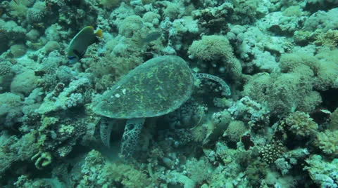 Turtle feeding at the reef Vídeos de archivo 22724879