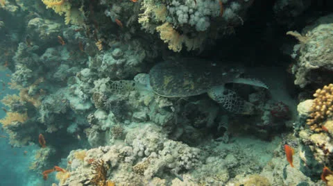 Turtle feeding at the reef Stock Footage 22725331