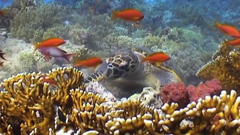 Turtle Feeding On Reef, Red Sea Stock Footage 291278746