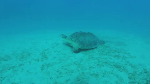 Turtle feeding on the sea grass Stock Footage 22708519