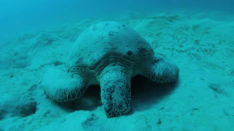 Turtle feeding on the sea grass Видео 22708596