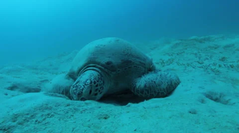 Turtle feeding on the sea grass Stockbeeldmateriaal 22708617