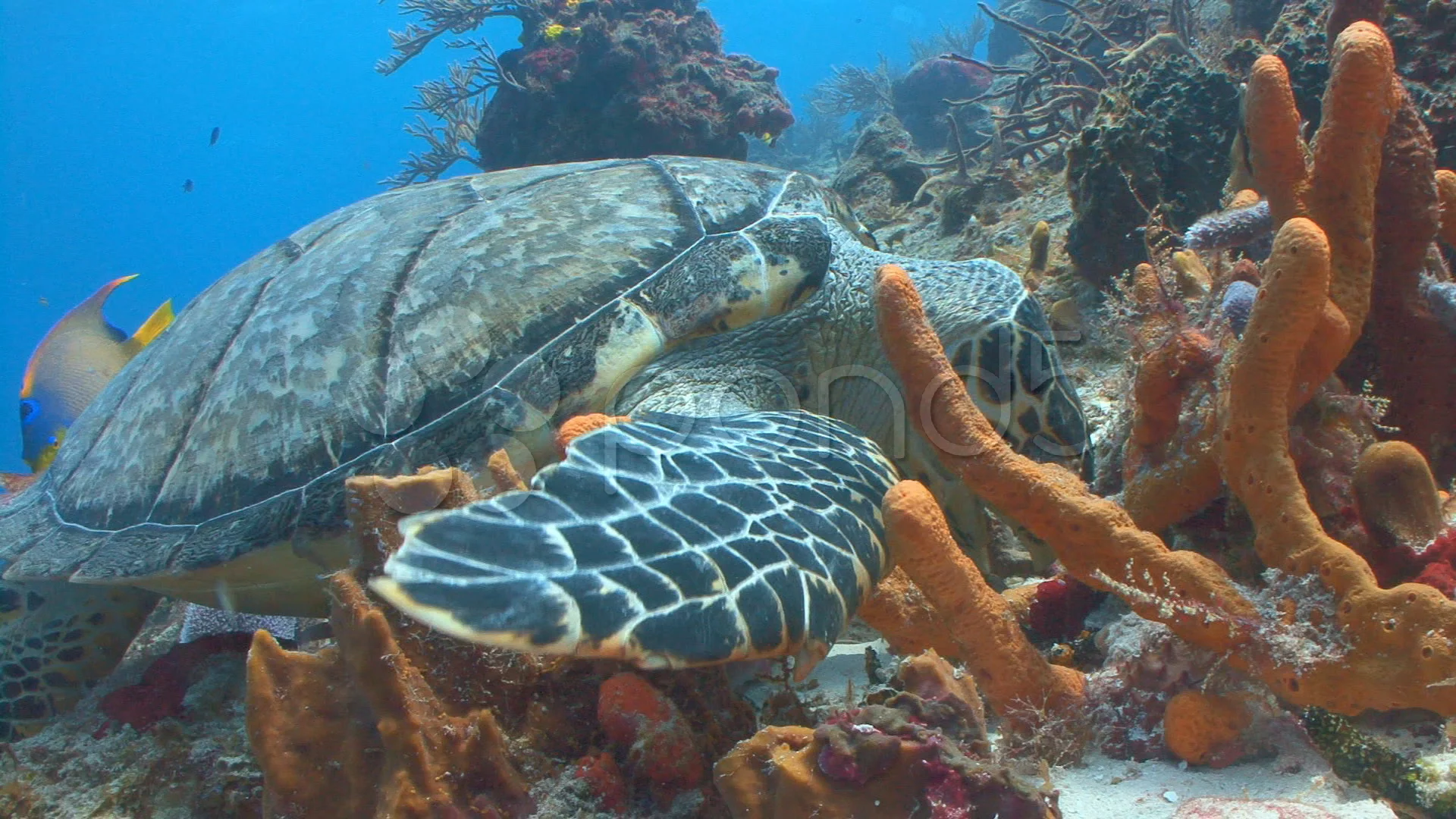 Hawksbill Turtle Eating Sponge 2+ Hundred Turtle Eating Sponge