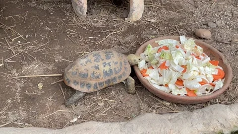 Turtle feeding on Veggies. Stock Footage 249411602
