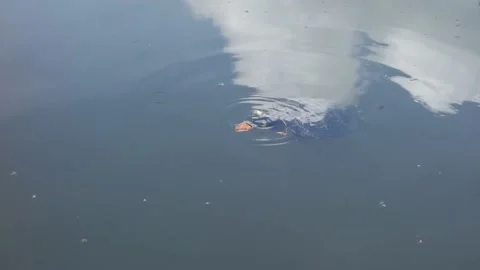 Turtle feeds on bread in the pond Stock Footage 156571063