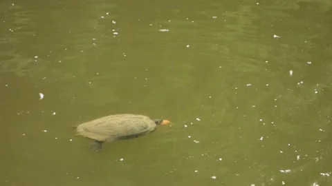 Turtle feeds on bread in the pond Stock Footage 156571125