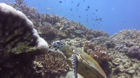 Turtle feeds on bubble coral Stock Footage 33104628