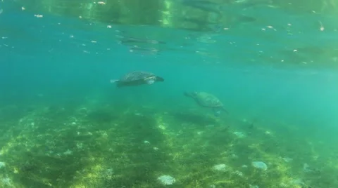 Turtle fight Stock Footage 65449692