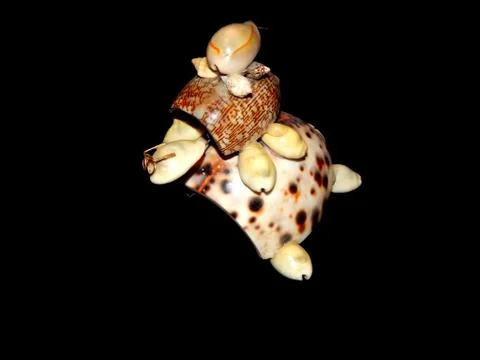 Turtle figurine of sea shells on a black background Stock Photos