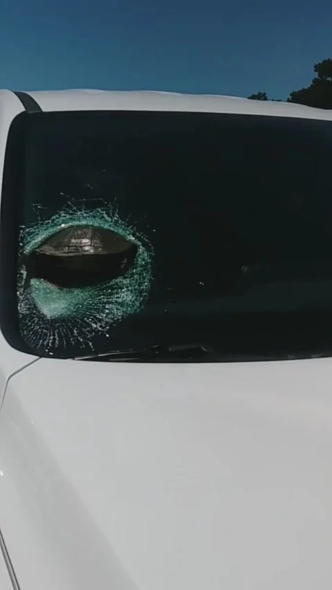 Turtle Finds Itself Stuck in Windshield, Savannah, Georgia, USA - 12 May 2020 스톡 동영상 205166761