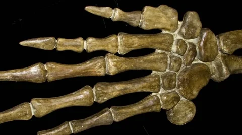 Turtle flipper bones Stock Footage 52580638