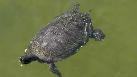 Turtle Flippers Stock Footage 39626523
