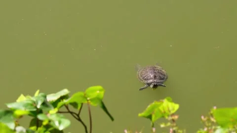 Turtle Floating Calmly in the Still Waters of a Lake Stock Footage 302714898