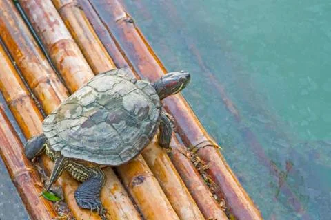 Turtle is floating on floats. Stock Photos
