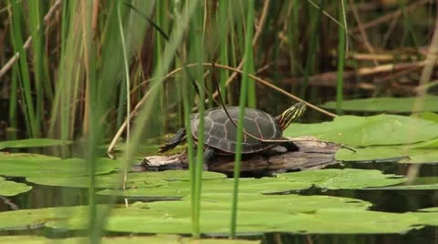 Turtle on a floating log Stock Footage 12338454