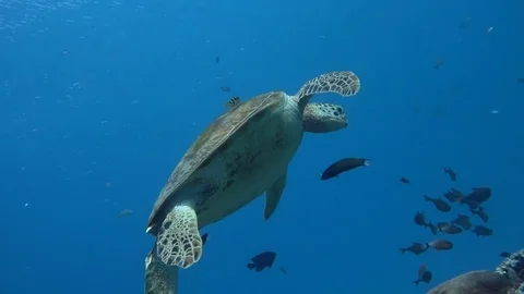 Turtle floating motionless at cleaning station getting cleaned Video stock 70714611