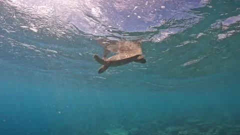 Turtle Floating On The Ocean Shot From Under The Sea Stock Footage 217369252