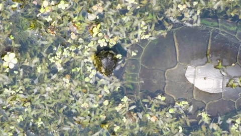 Turtle Floating in Pond Top View Nature Video Stockbeeldmateriaal 339033958
