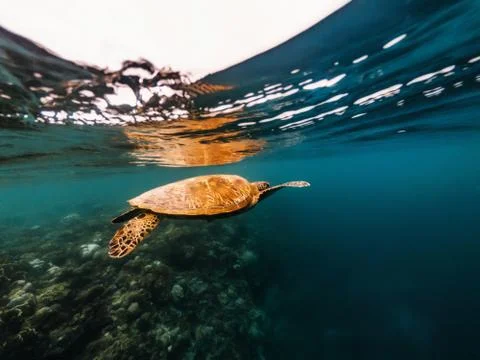 Turtle floating underwater close to surface of water, Philippines Stock Photos