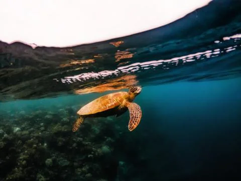 Turtle floating underwater close to surface of water, Philippines Stock Photos