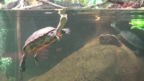 Turtle floating in water with head up to breath, underwater view Stock Footage 290461983