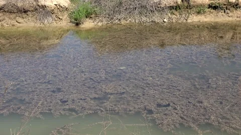 Turtle floats on an algae covered lake surface - Still Water and Turtle Shell Stock Footage 339818792
