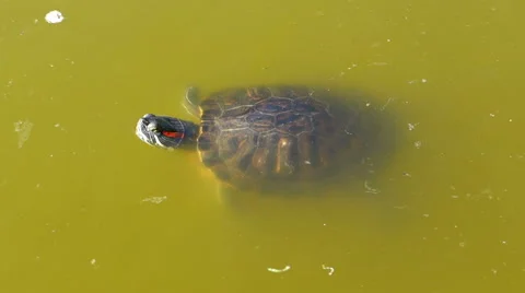Turtle floats in the murky water Stock Footage 55385347