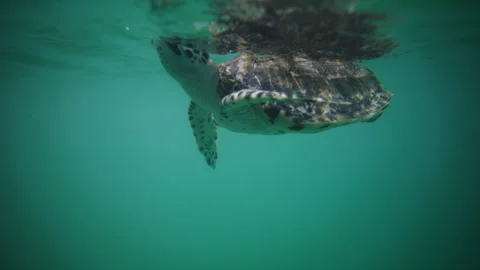 Turtle floats near surface in calm shallow ocean water Stock Footage 313583688