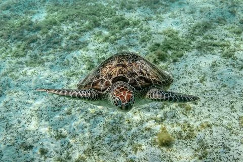 Turtle floats Stock Photos